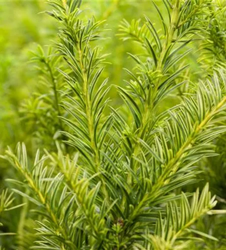 Goldene Straucheibe 'Semperaurea' Goldene Straucheibe 'Semperaurea'