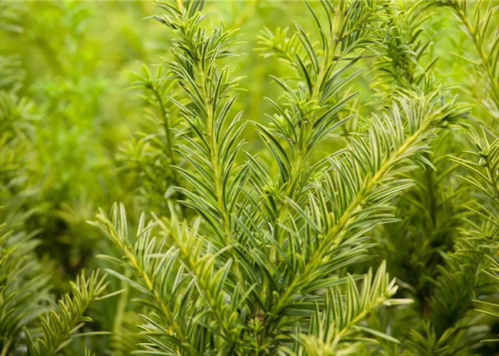 Goldene Straucheibe 'Semperaurea' Goldene Straucheibe 'Semperaurea'