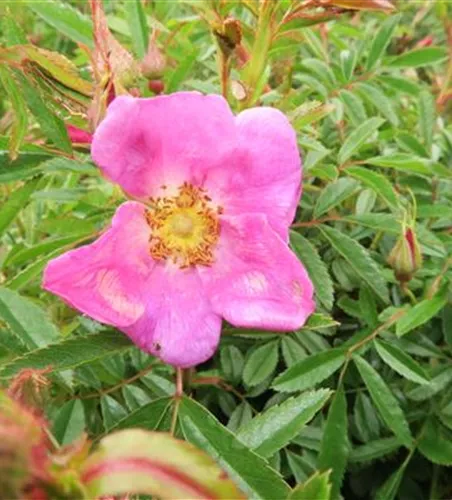 Glanzblättrige Rose Glanzblättrige Rose