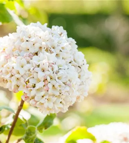 Großblumiger Schneeball