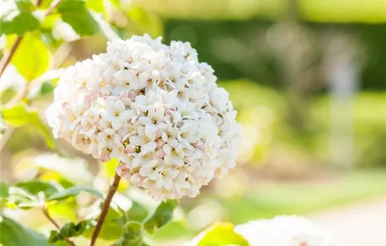 Großblumiger Schneeball