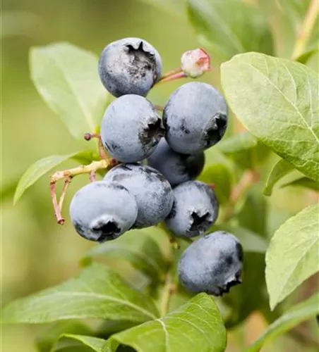 Heidelbeere 'Northland' Heidelbeere 'Northland'