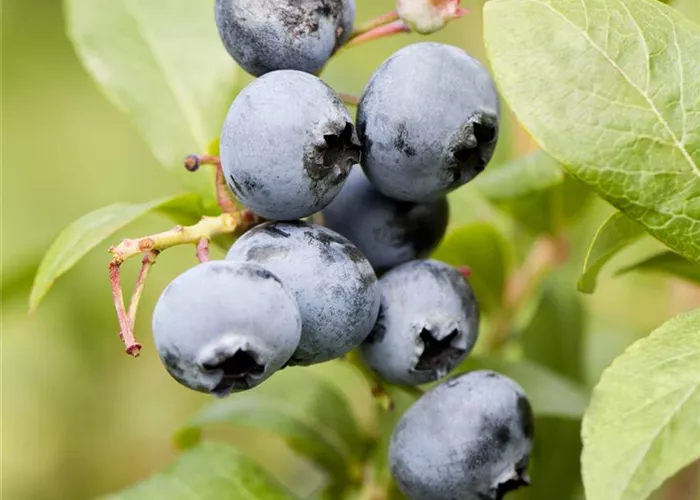 Heidelbeere 'Northland' Heidelbeere 'Northland'