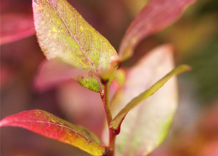 Heidelbeere 'Bluecrop' Heidelbeere 'Bluecrop'