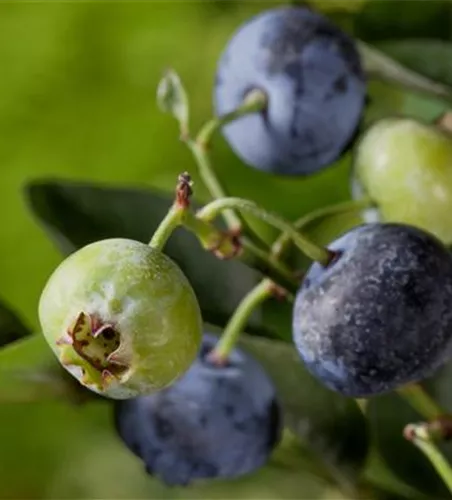 Kulturheidelbeere Heidelbeere 'Nelson'