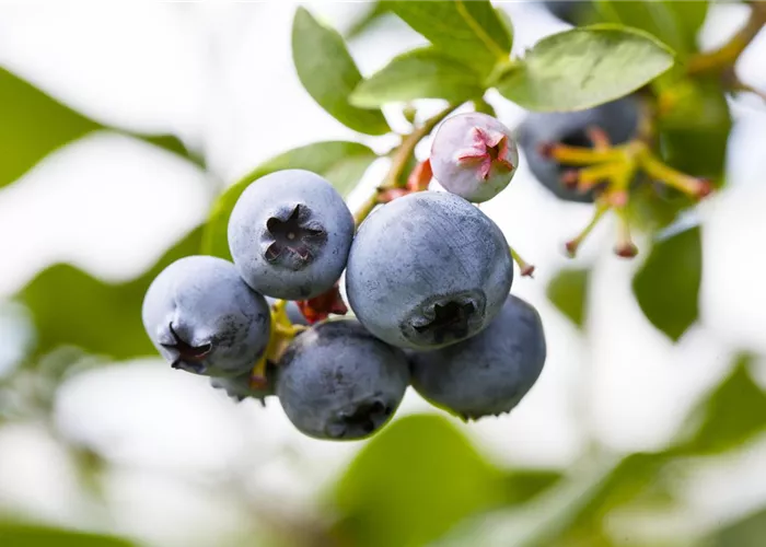 Heidelbeere 'North Country' Heidelbeere 'North Country'