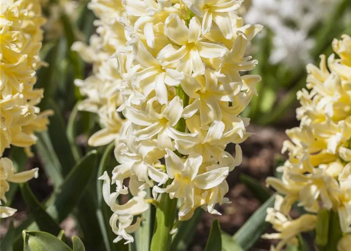 Hyazinthe 'Yellow Queen'