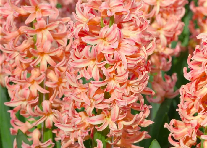 Hyazinthe 'Gipsy Queen'