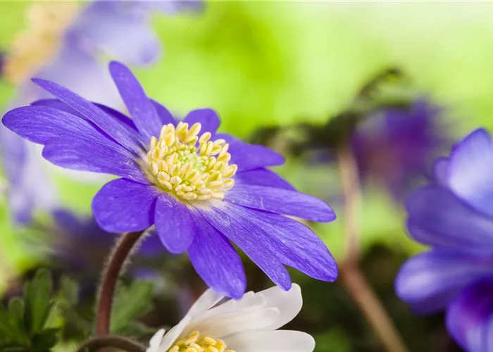 Anemonen im Topf bringen Farbenfreude auf den Balkon Anemonen im Topf bringen Farbenfreude auf den Balkon