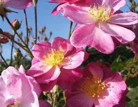 Kleinstrauchrose 'Lavender Dream'®