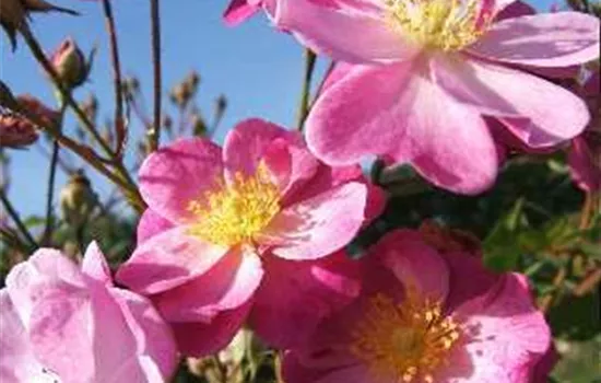 Kleinstrauchrose 'Lavender Dream'® Kleinstrauchrose 'Lavender Dream'®