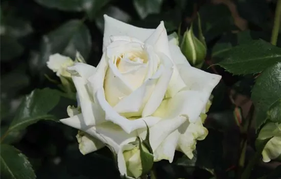 Kletterrose 'Alaska'® Kletterrose 'Alaska'®