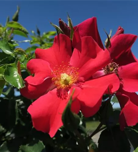 Kleinstrauchrose 'Alexander von Humboldt'®(s) Kleinstrauchrose 'Alexander von Humboldt'®(s)