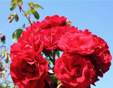Kletterrose 'Amadeus'®