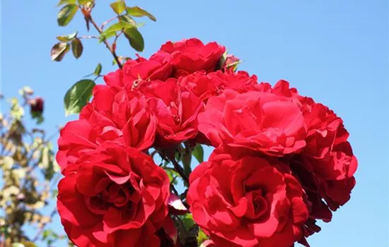 Kletterrose 'Amadeus'® Kletterrose 'Amadeus'®