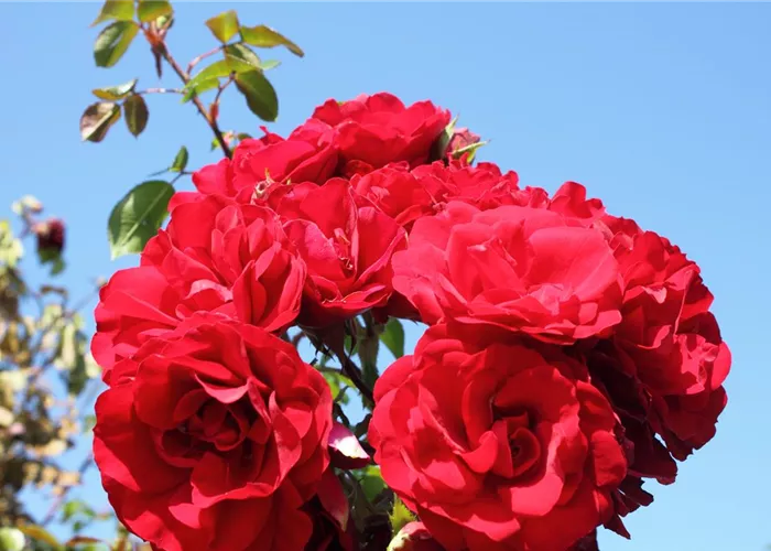 Kletterrose 'Amadeus'® Kletterrose 'Amadeus'®