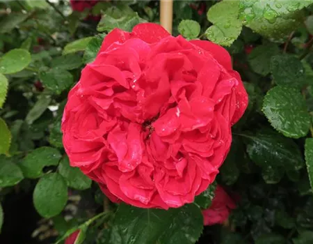 Kletterrose 'Florentina'®