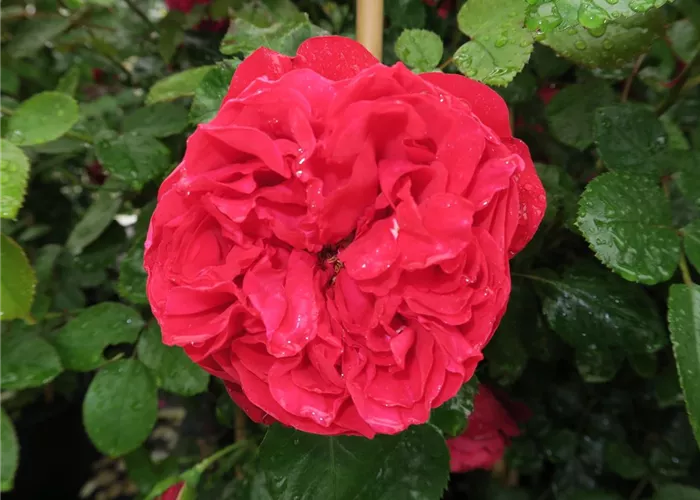 Kletterrose 'Florentina'® Kletterrose 'Florentina'®