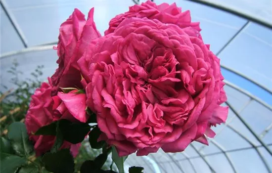 Kletterrose 'Laguna'® Kletterrose 'Laguna'®