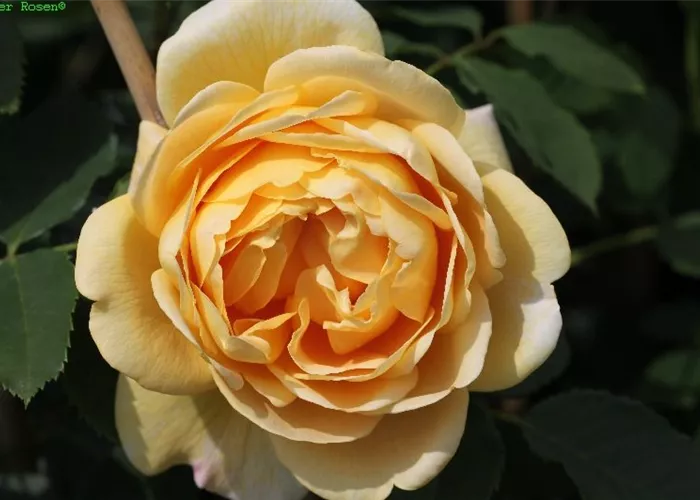 Kletterrose 'Golden Gate'® Kletterrose 'Golden Gate'®