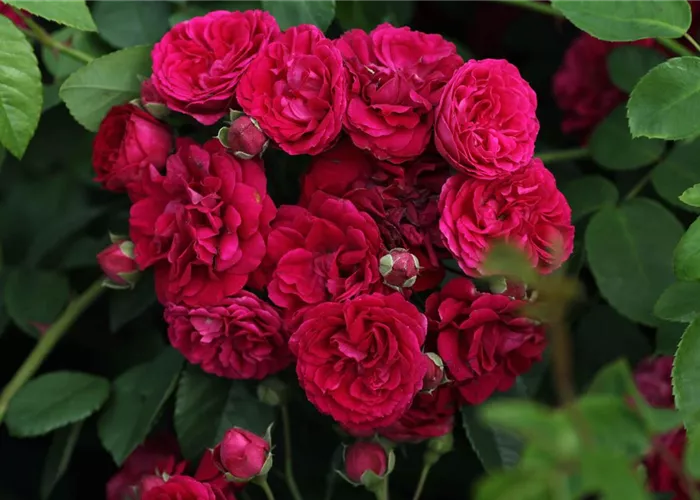 Kletterrose 'Chevy Chase' Kletterrose 'Chevy Chase'