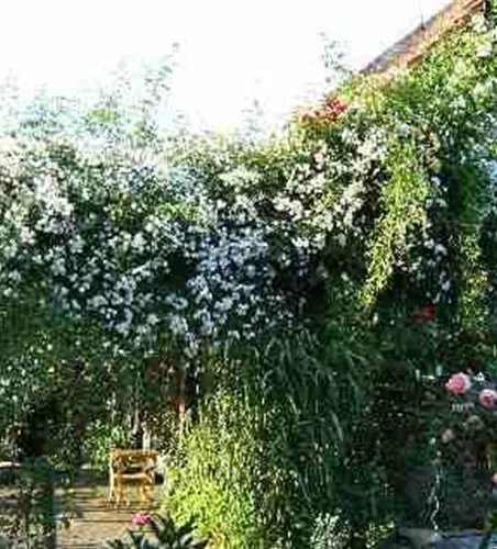 Kletterrose 'Paul's Himalayan Musk Rambler' Kletterrose 'Paul's Himalayan Musk Rambler'