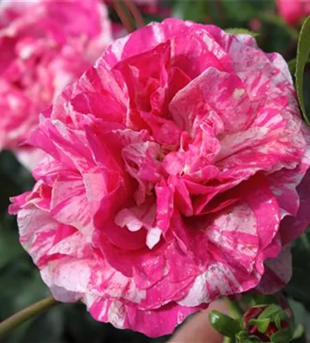 Kletterrose 'Colibri Farbfestival'® Kletterrose 'Colibri Farbfestival'®
