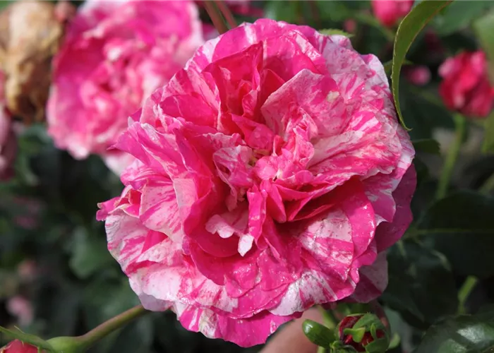Kletterrose 'Colibri Farbfestival'® Kletterrose 'Colibri Farbfestival'®