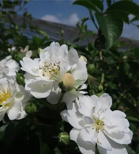 Kletterrose 'Guirlande d'Amour'® Kletterrose 'Guirlande d'Amour'®