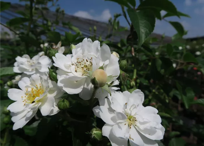 Kletterrose 'Guirlande d'Amour'® Kletterrose 'Guirlande d'Amour'®