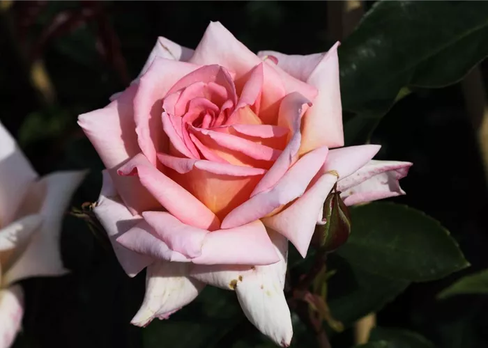 Kletterrose 'Compassion'® Kletterrose 'Compassion'®