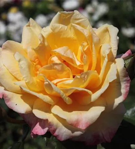 Kletterrose 'Moonlight'® Kletterrose 'Moonlight'®