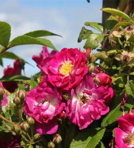 Kletterrose 'Perennial Blue'® Kletterrose 'Perennial Blue'®