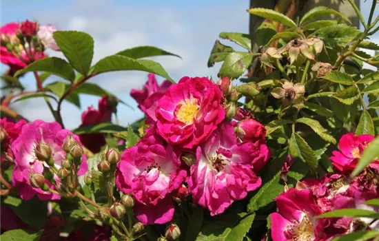 Kletterrose 'Perennial Blue'® Kletterrose 'Perennial Blue'®
