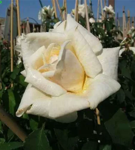 Kletterrose 'Ilse Krohn Superior'® Kletterrose 'Ilse Krohn Superior'®