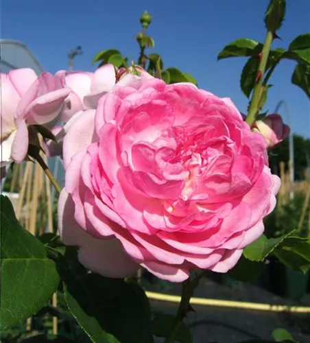 Kletterrose 'Jasmina'® Kletterrose 'Jasmina'®