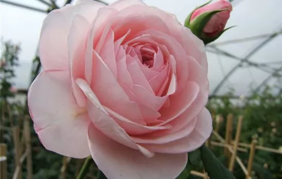 Kletterrose 'Nahéma'® Kletterrose 'Nahéma'®