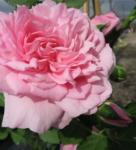 Kletterrose 'Sweet Laguna'® Kletterrose 'Sweet Laguna'®