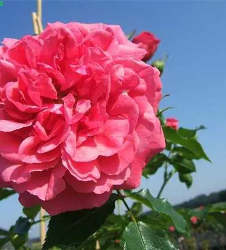 Kletterrose 'Rosarium Uetersen'® Kletterrose 'Rosarium Uetersen'®
