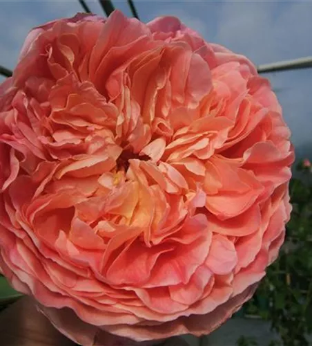 Kletterrose 'Papi Delbard'® Kletterrose 'Papi Delbard'®