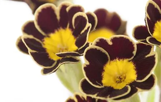 Kronen-Primel 'Victoriana'