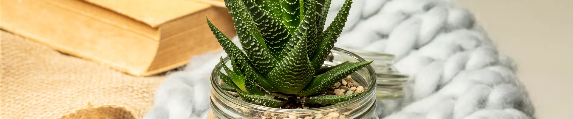 Sukkulente in Granulat