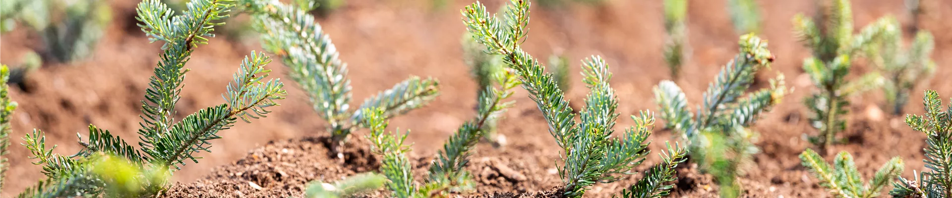 Koniferen-Stecklinge
