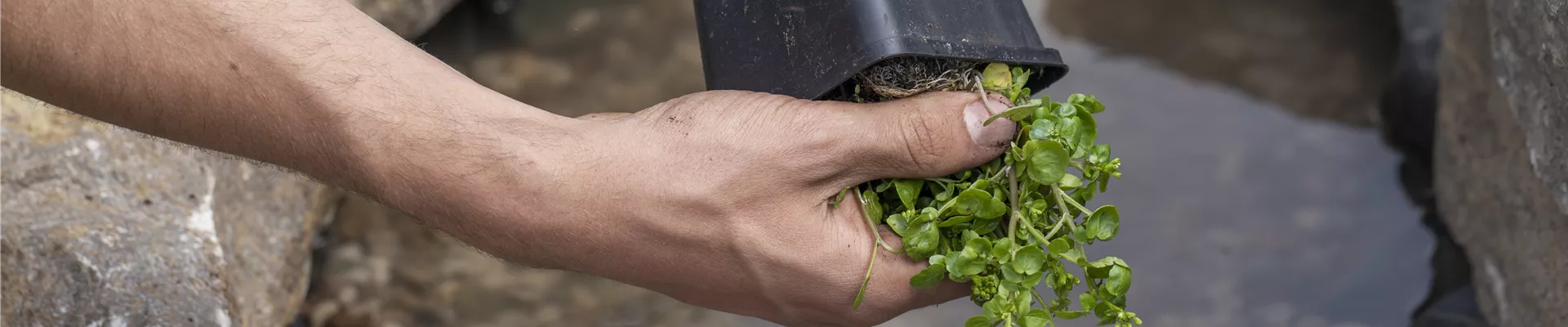 Brunnenkresse einpflanzen Brunnenkresse einpflanzen