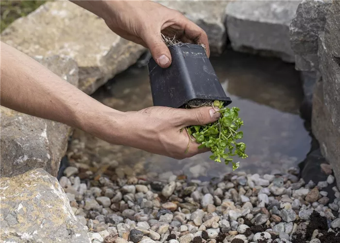 Pflanzservice Pflanzservice