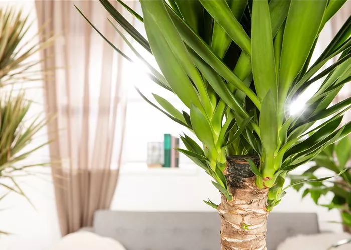 Leihpflanzen Leihpflanzen