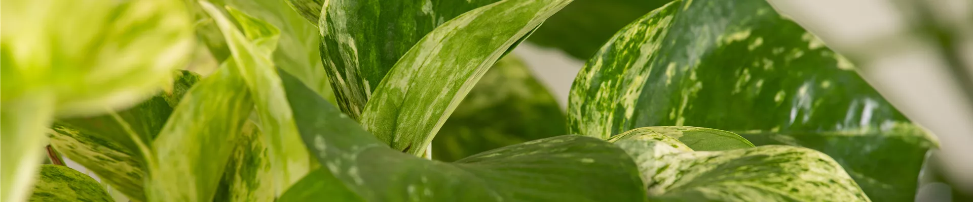 Epipremnum pinnatum 'Marble Queen' Epipremnum pinnatum 'Marble Queen'