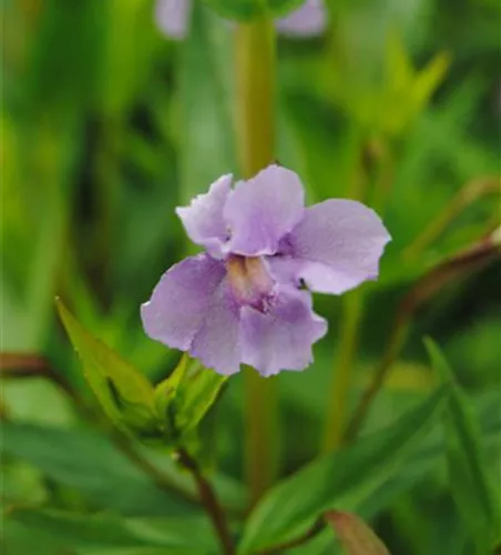 Offene Gauklerblume Offene Gauklerblume