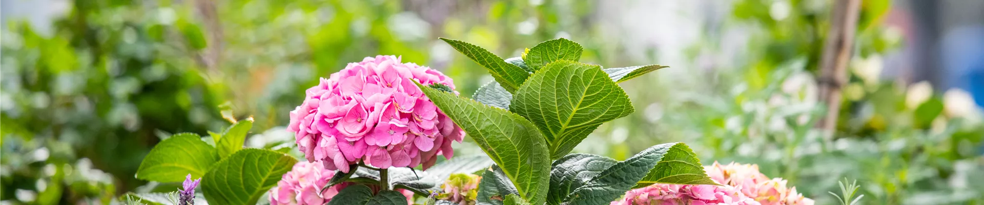 Hortensie in Stadtgarten Hortensie in Stadtgarten