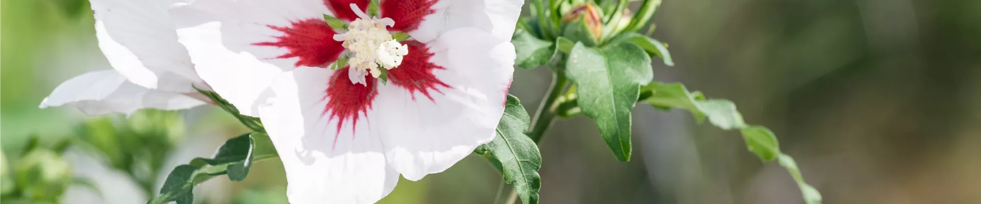 Hibiscus syriacus, weiß-rot Hibiscus syriacus, weiß-rot